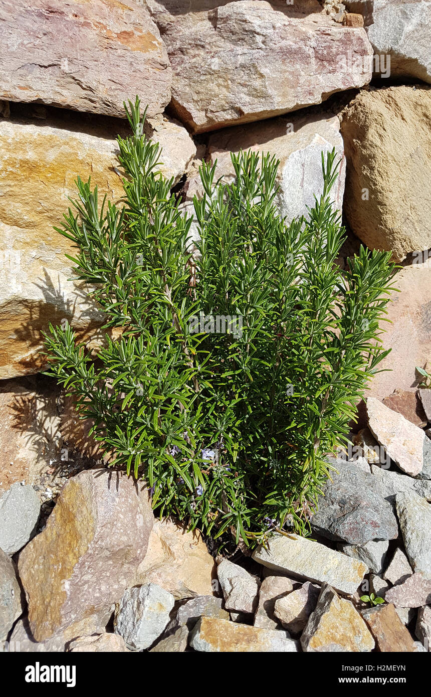 Rosmarin; Rosmarinus Officinalis, Gewuerz, Heilpflanze Stock Photo