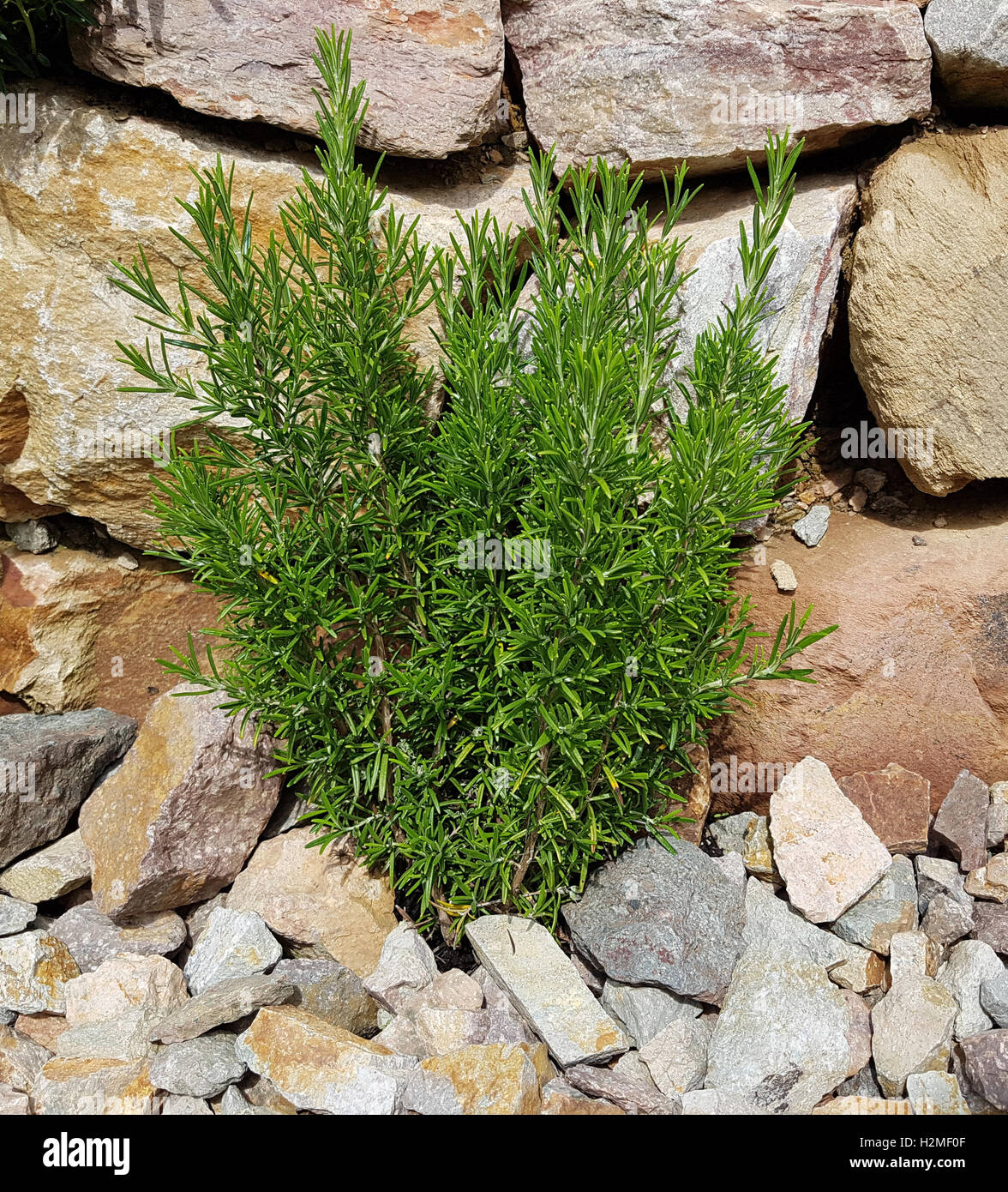 Rosmarin; Rosmarinus Officinalis, Gewuerz, Heilpflanze Stock Photo