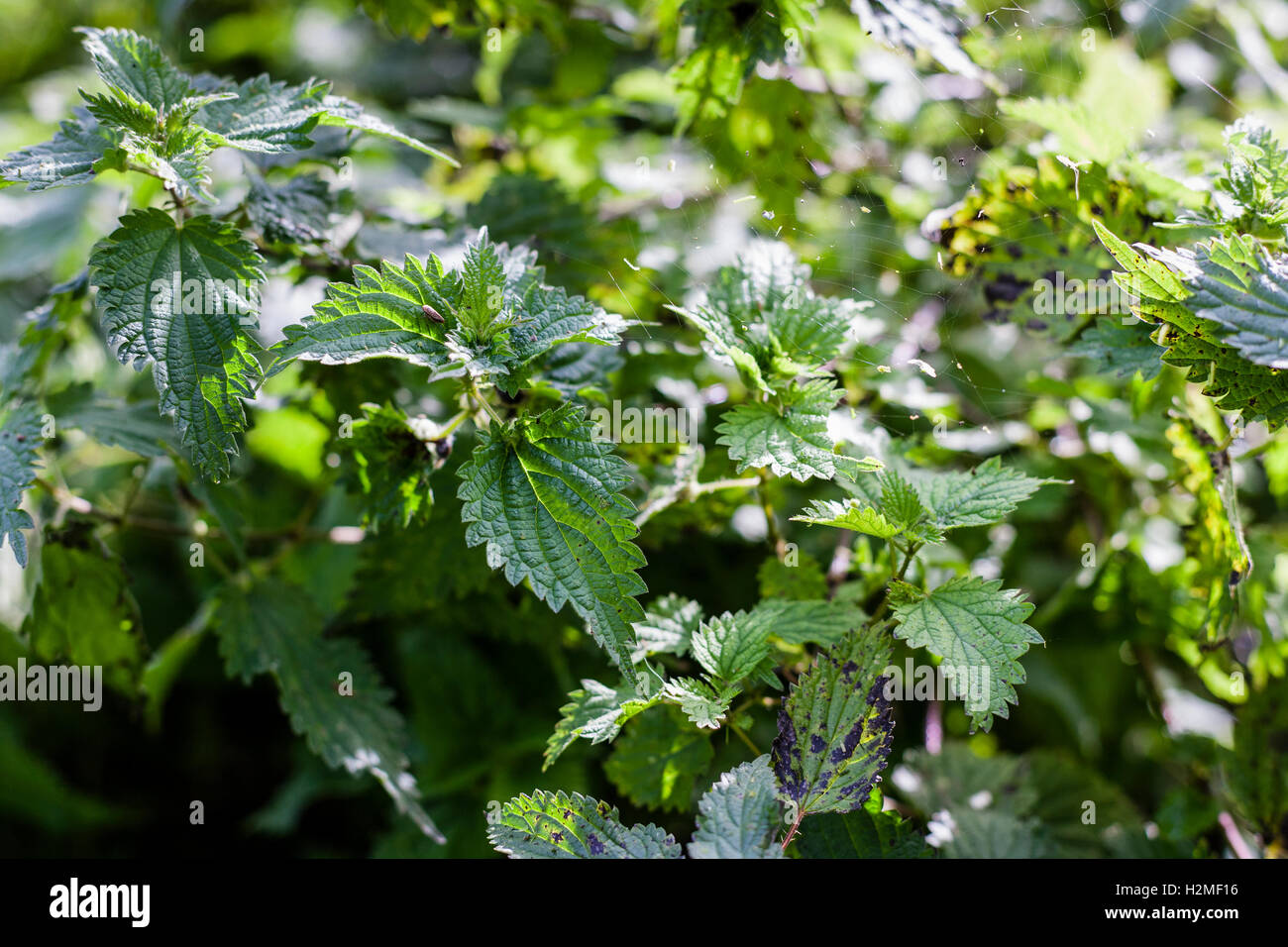 Overgrown Stinging nettles, Urtica dioica, garden, Ireland Stock Photo