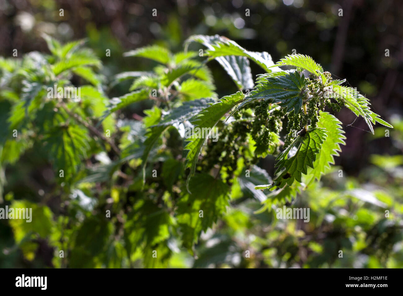 Overgrown Stinging nettles, Urtica dioica, garden, Ireland Stock Photo