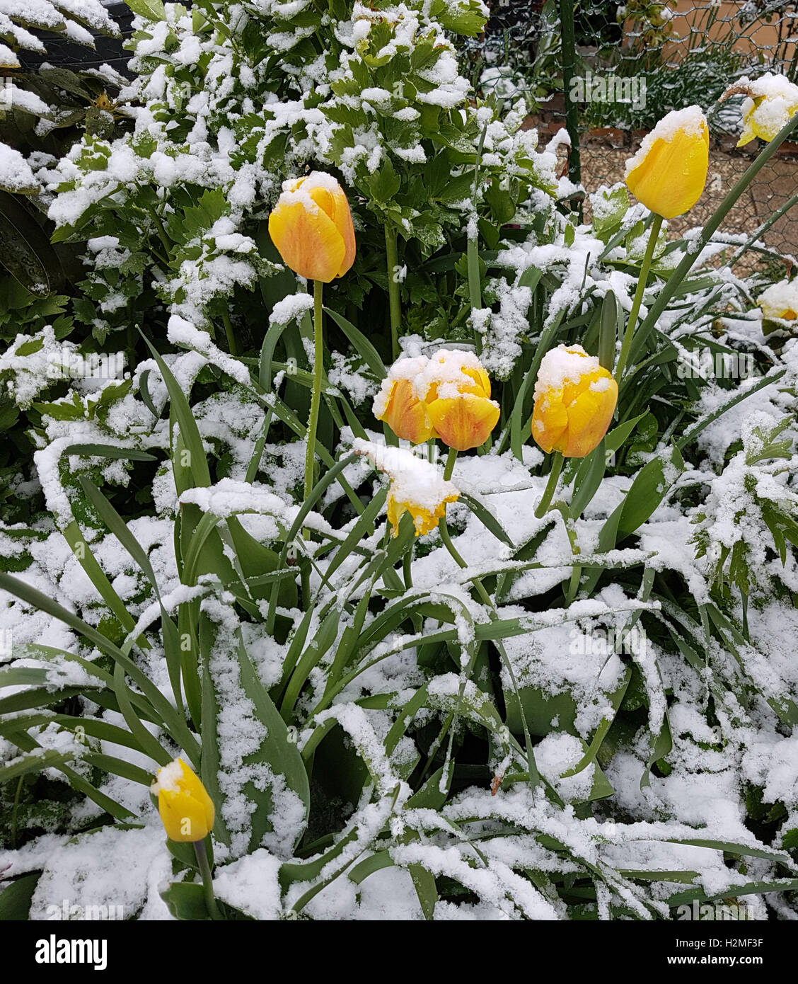 Tulpenbluete im Schnee Stock Photo