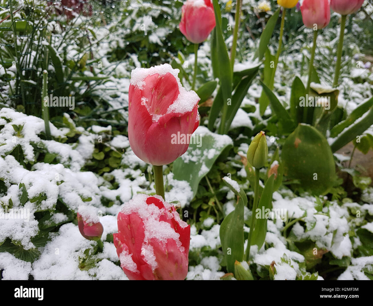 Tulpenbluete im Schnee Stock Photo
