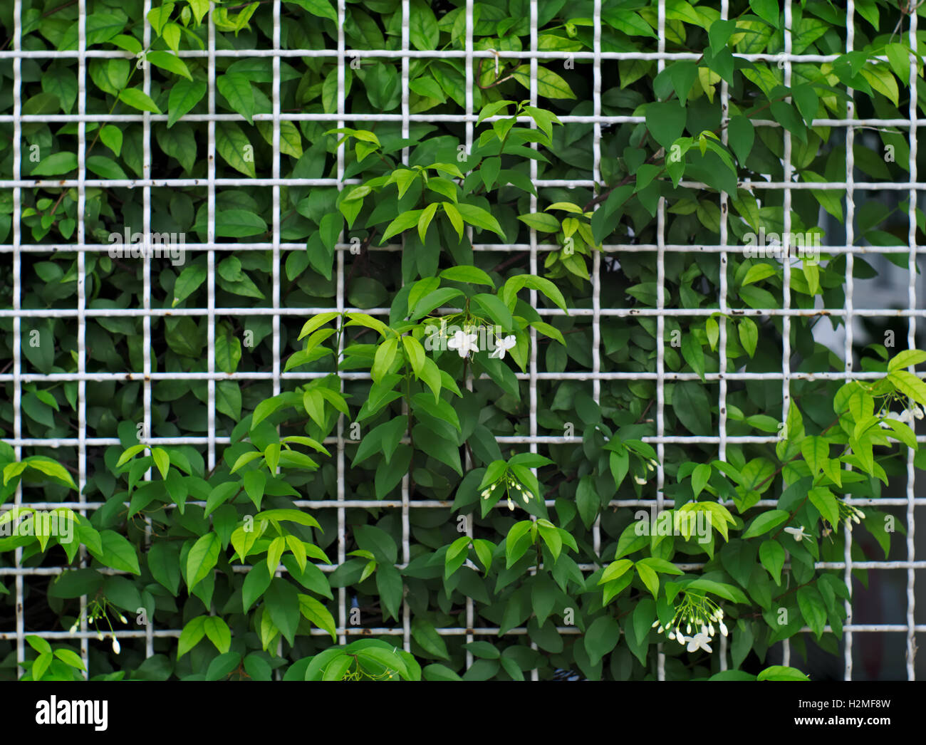 White steel grid fence covered with Wrightia religiosa, a kind of
