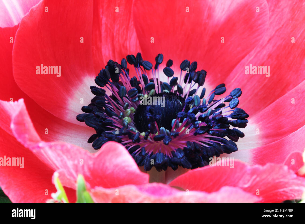 Red poppy flower macro close up photo Stock Photo