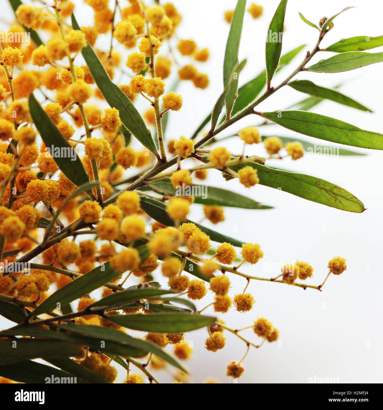 Mimosa yellow flowers isolated on white closeup Stock Photo Alamy