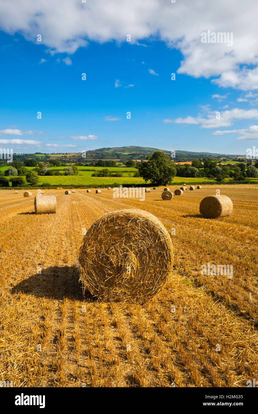 Round straw bales at harvest time in South Shropshire in Corvedale, looking to Brown Clee Hill, England, UK Stock Photo