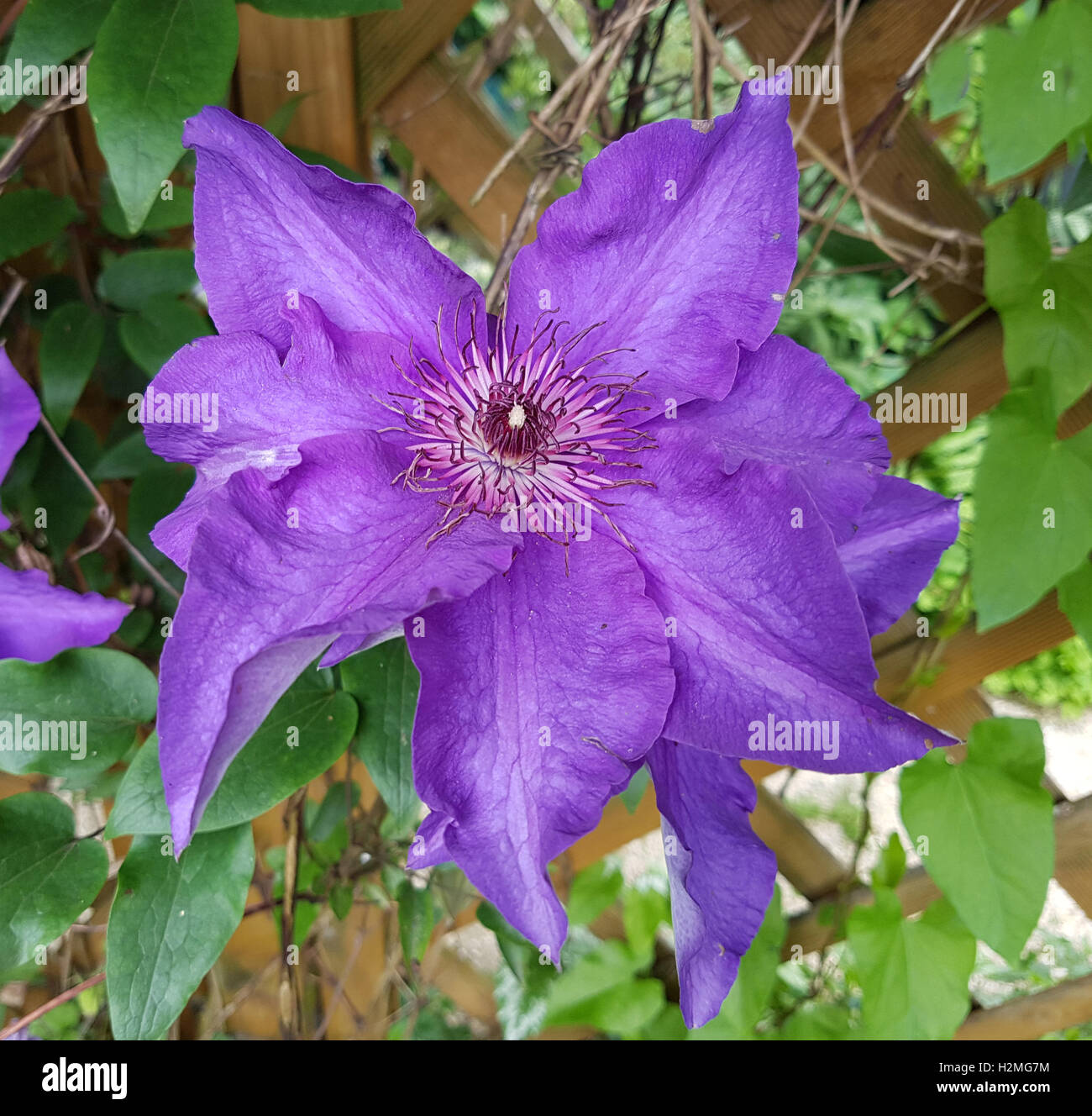 Clematis; The President Stock Photo