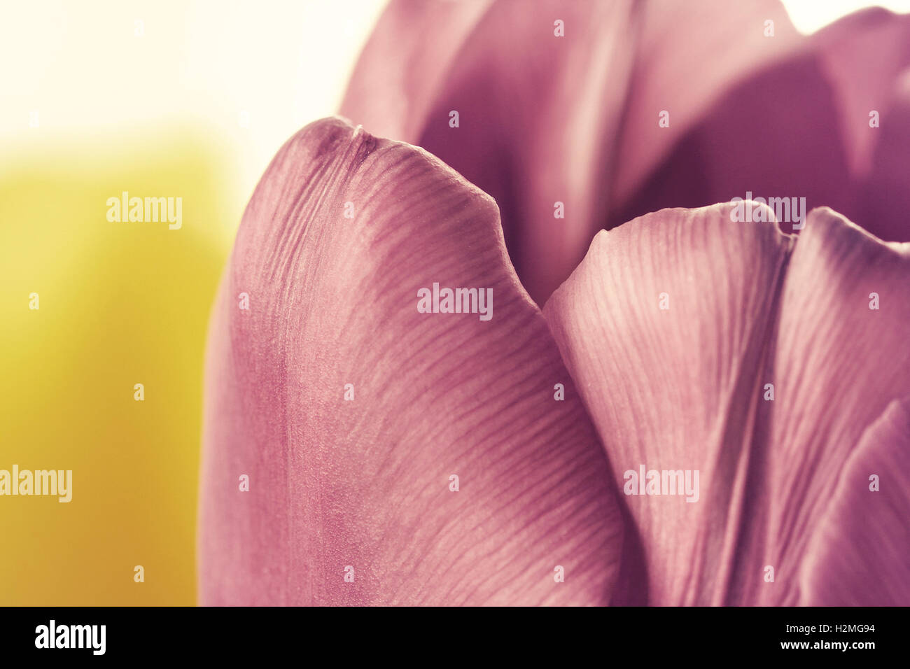 Beautiful close up macro photo of tulip in vintage style Stock Photo ...