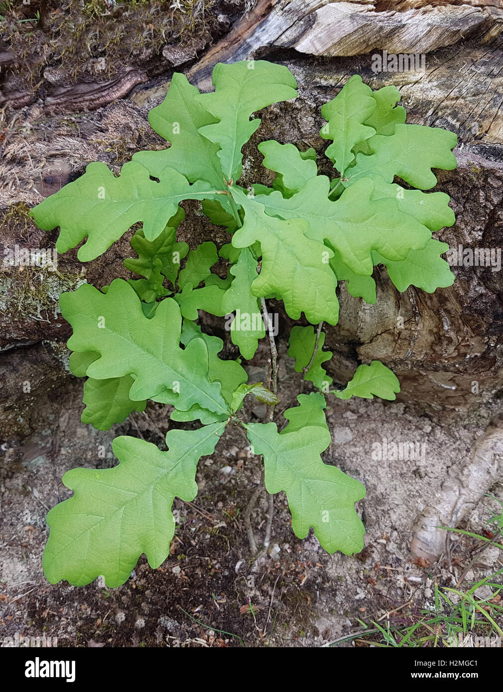 Eichensproessling, Quercus; Robur, Eiche Stock Photo