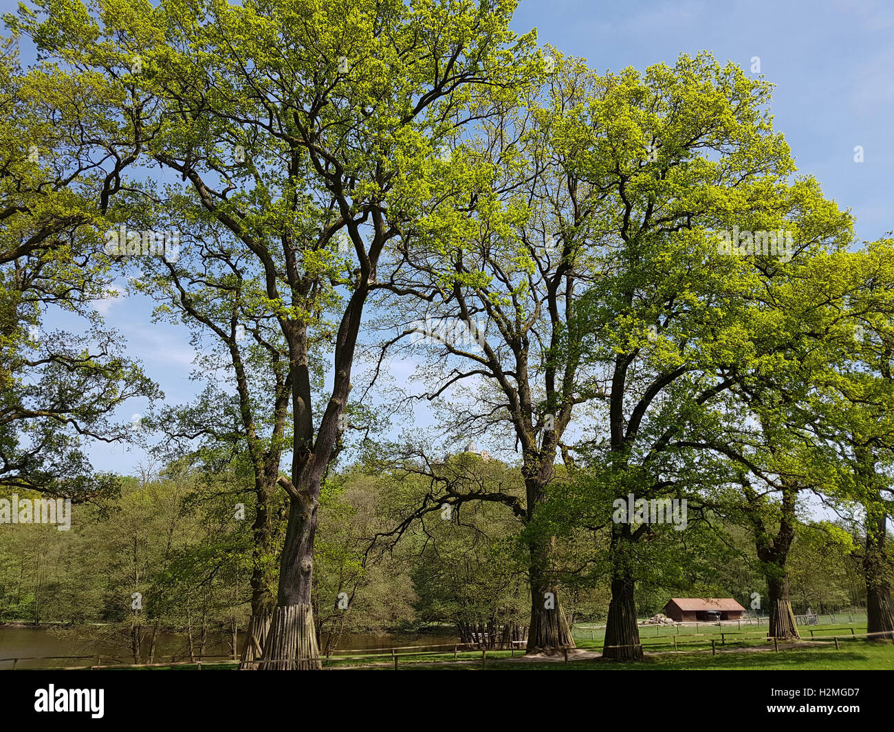 Eichenbaum, Quercus; Robur Stock Photo