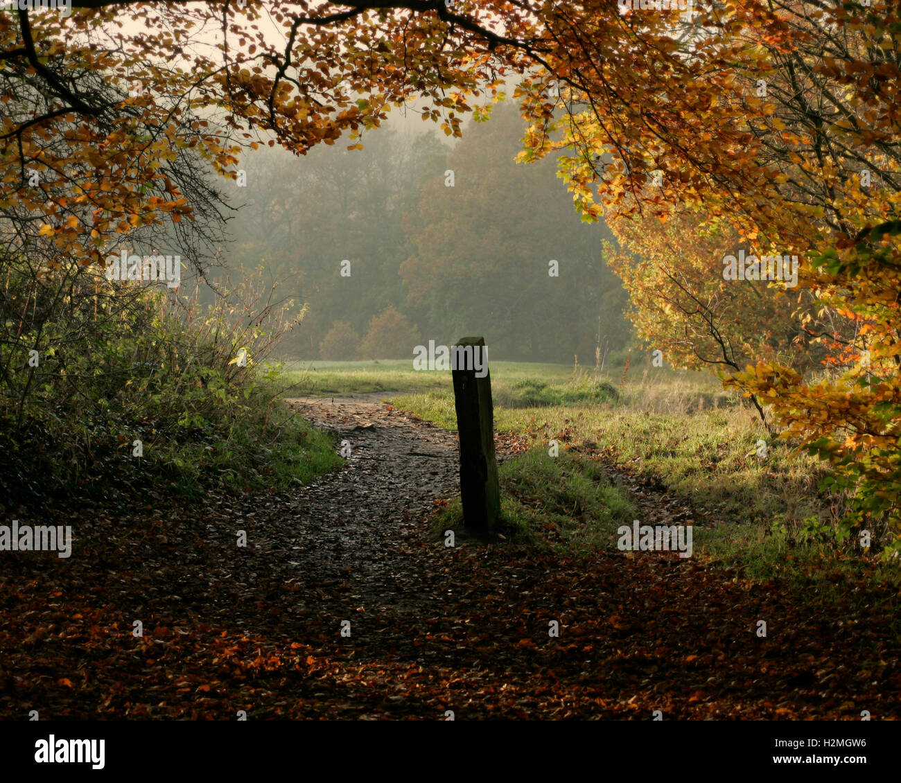 Fall leaves trail hi-res stock photography and images - Alamy