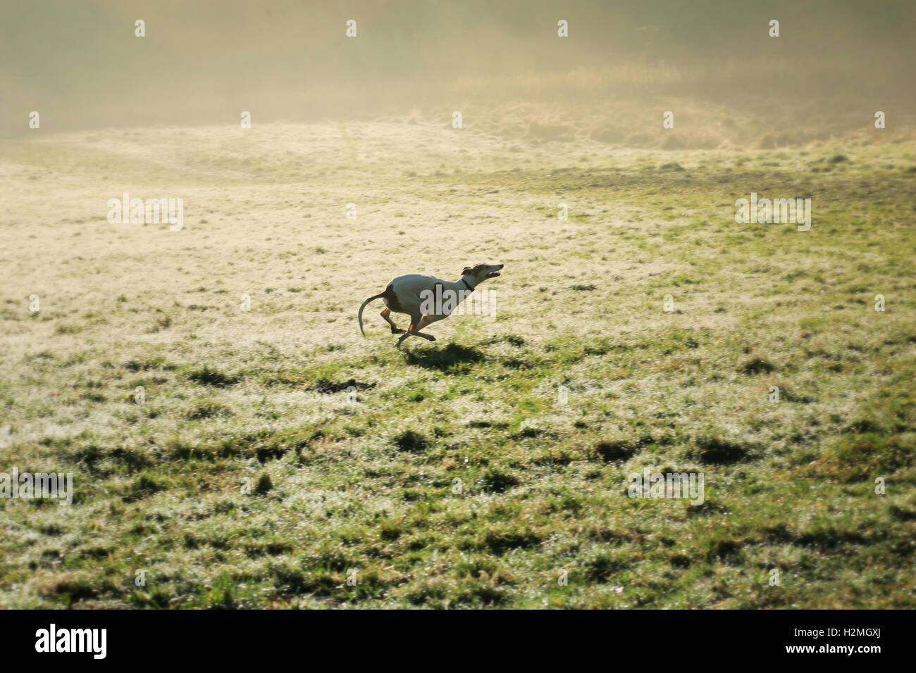 Lurcher Running in the early morning mist Stock Photo
