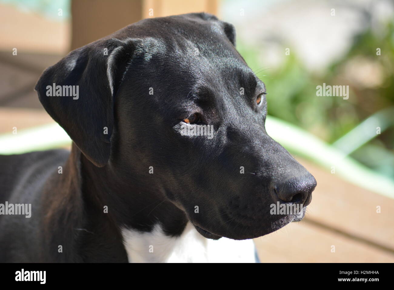 lab mixed with german shorthair