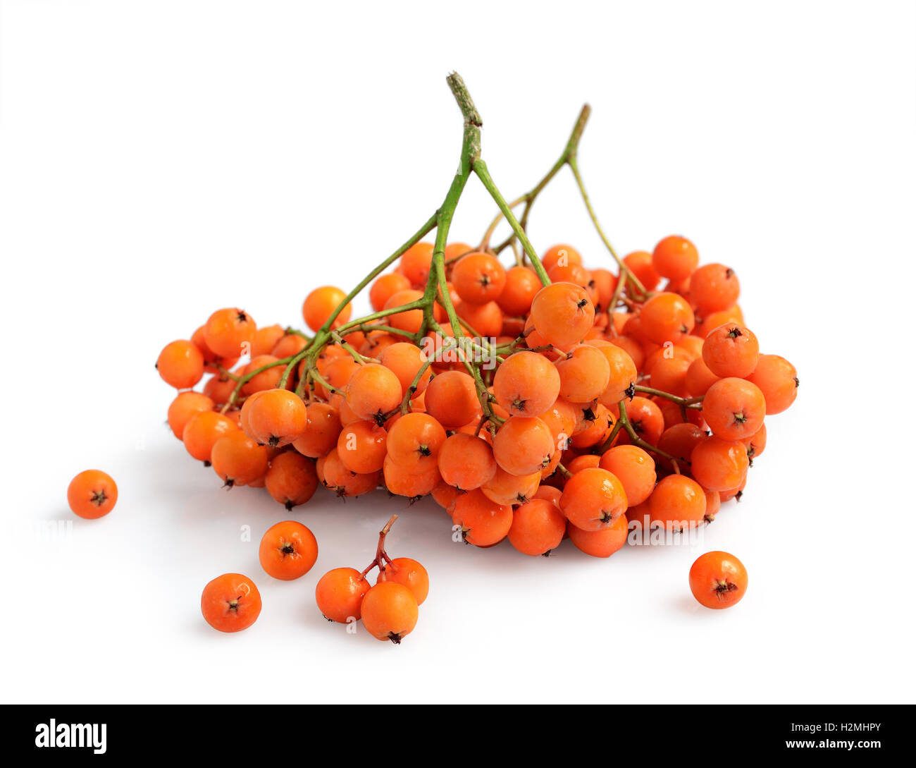 Fresh ripe rowan berries isolated on white background Stock Photo - Alamy