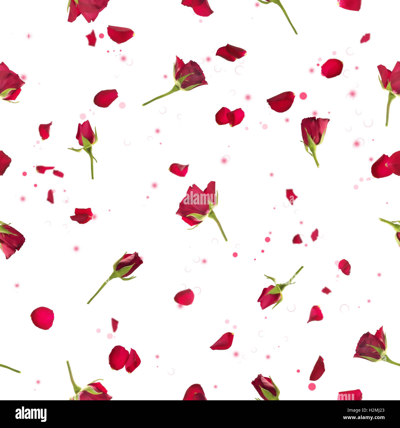 Repeatable flying studio photographed red roses with petals on a backlight and bokeh particles isolated on white Stock Photo Alamy