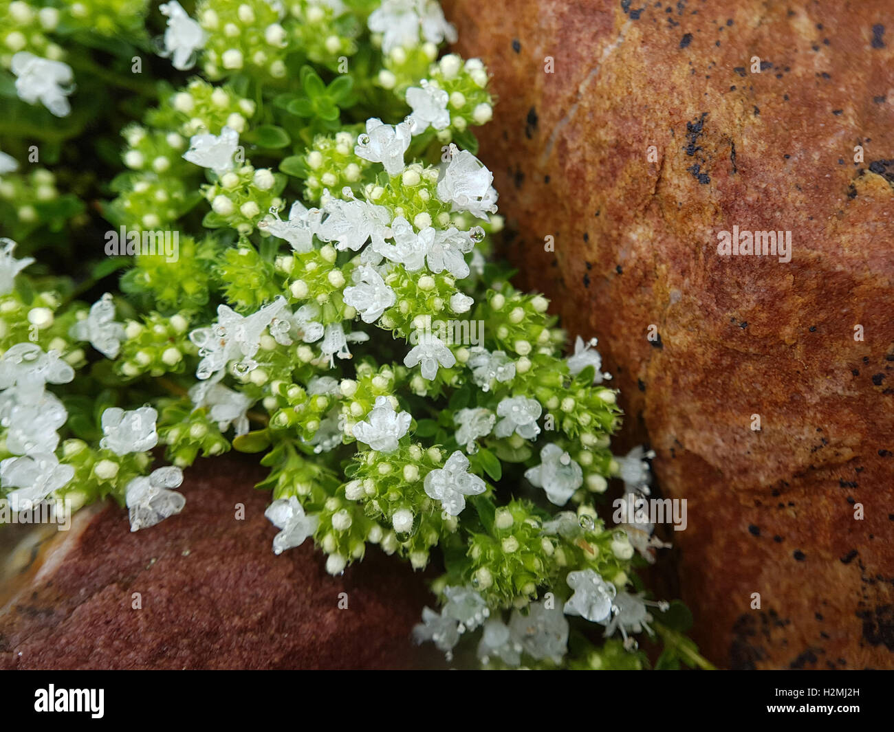 Thymus; vulgaris, Gewuerz, Heilpflanze, Kraeuter Stock Photo