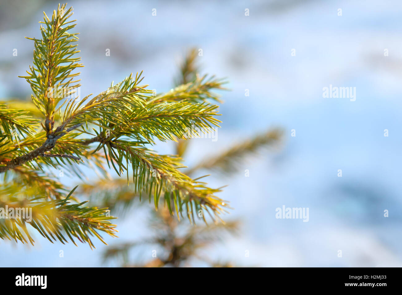 pine tree covered with frost Stock Photo