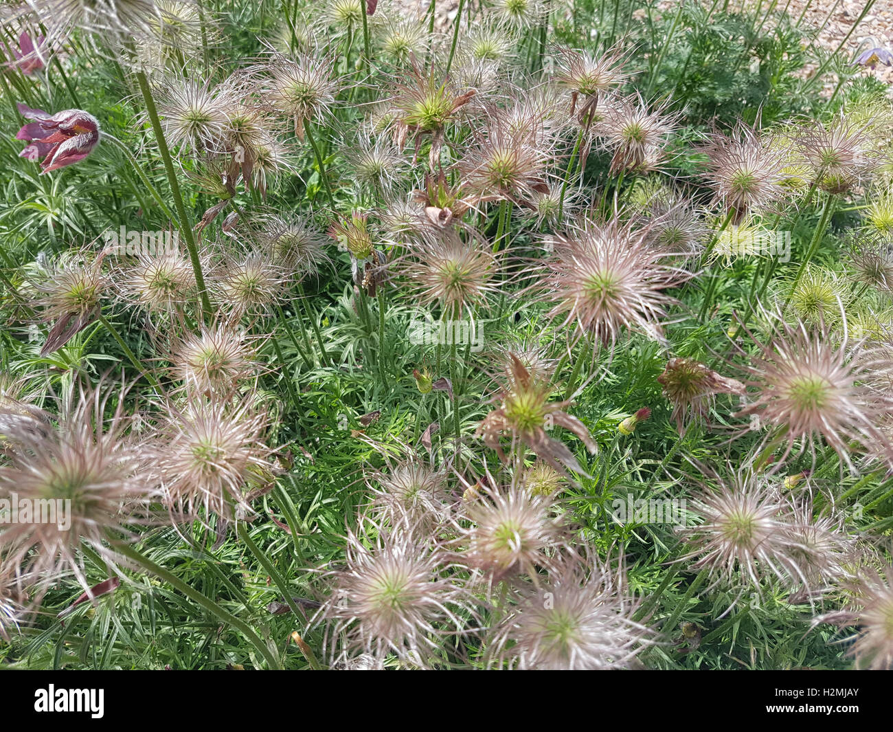 Kuechenschelle; Pulsatilla, pratensis; Samenstand, reif, samen, Heilpflanze Stock Photo