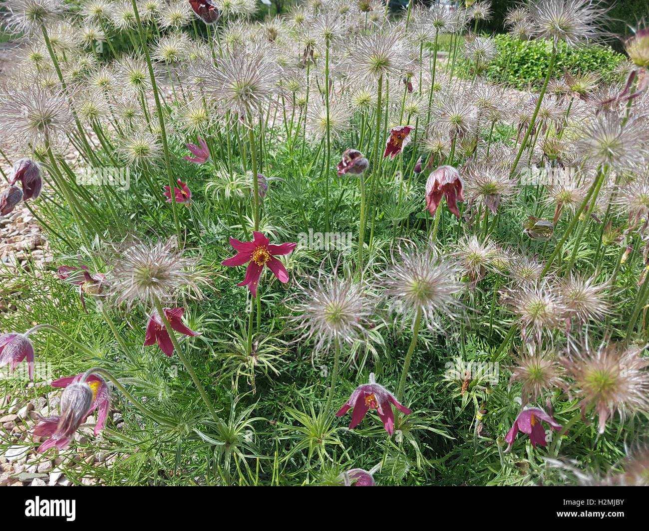 Kuechenschelle; Pulsatilla, pratensis; Samenstand, reif, samen, Heilpflanze Stock Photo