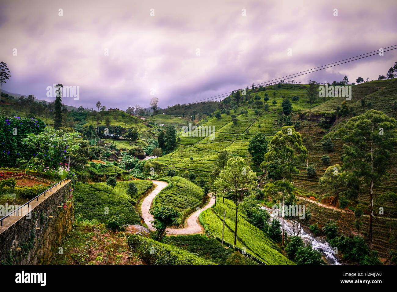sri lanka, mackwoods, tea plantations, tea, ceylon, high quality Stock Photo
