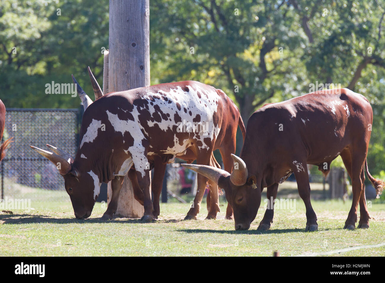 Zoo animal hires stock photography and images Alamy