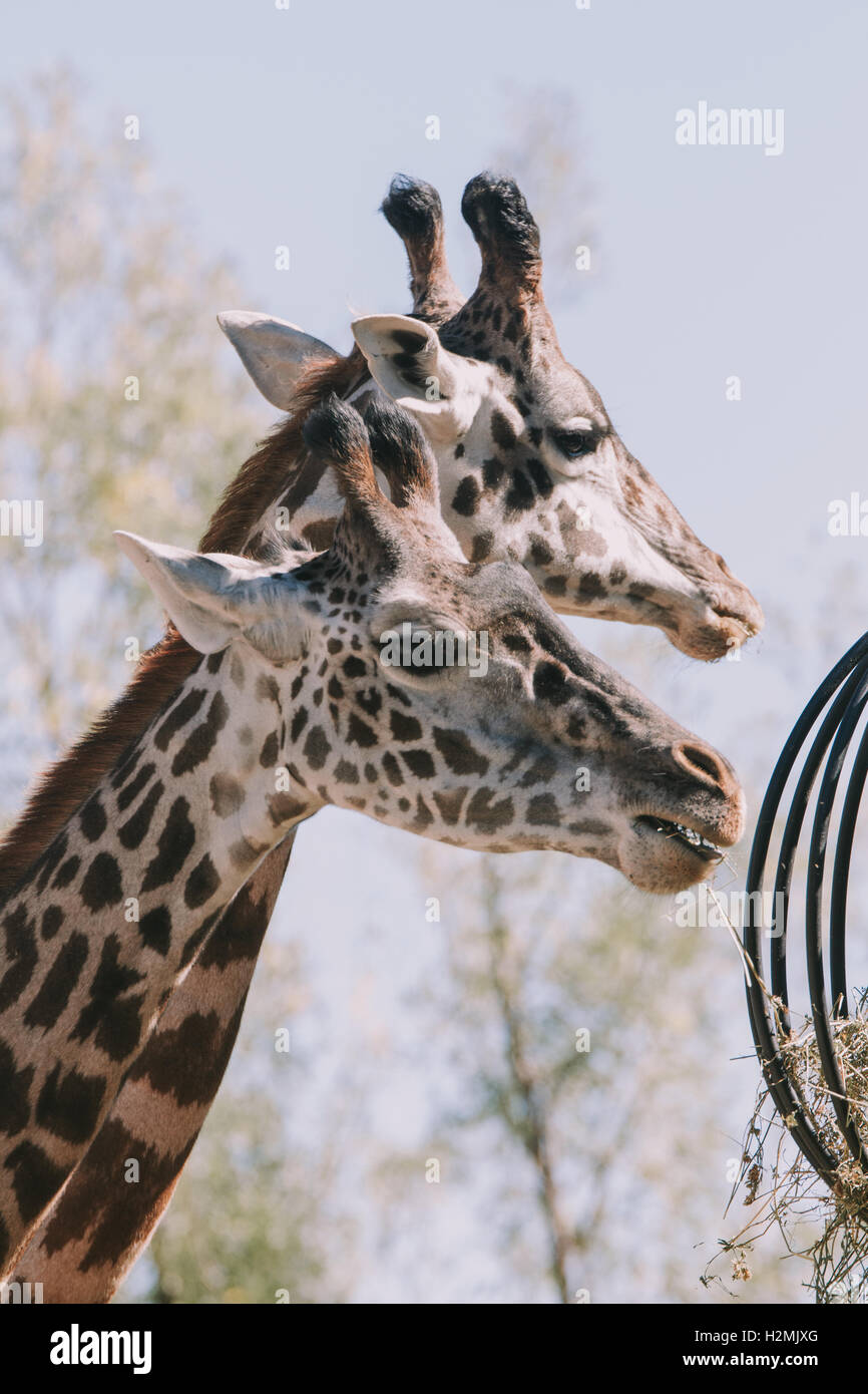 Masai giraffe head closeup Stock Photo