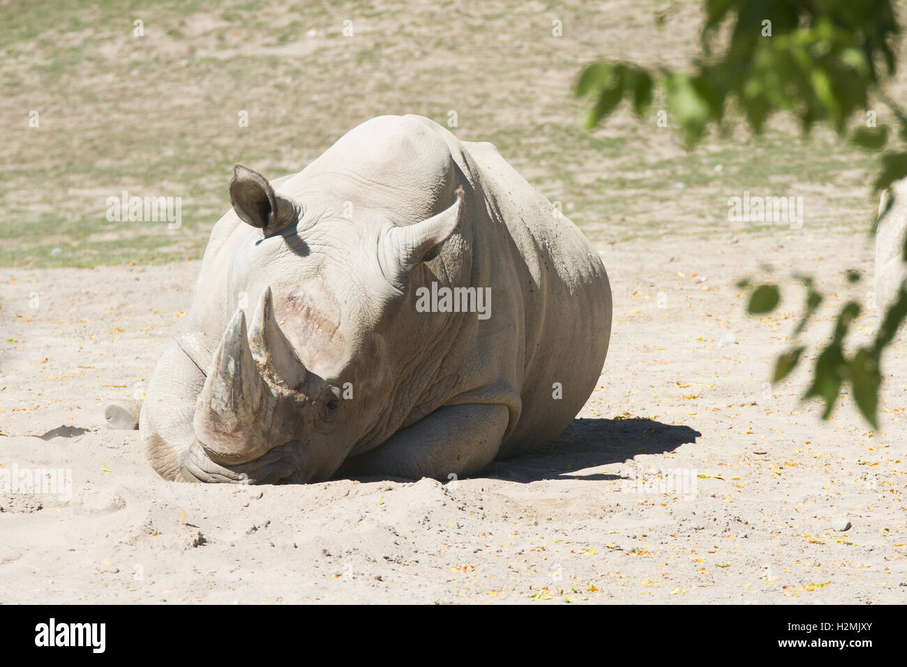 rhino resting outdoor Stock Photo