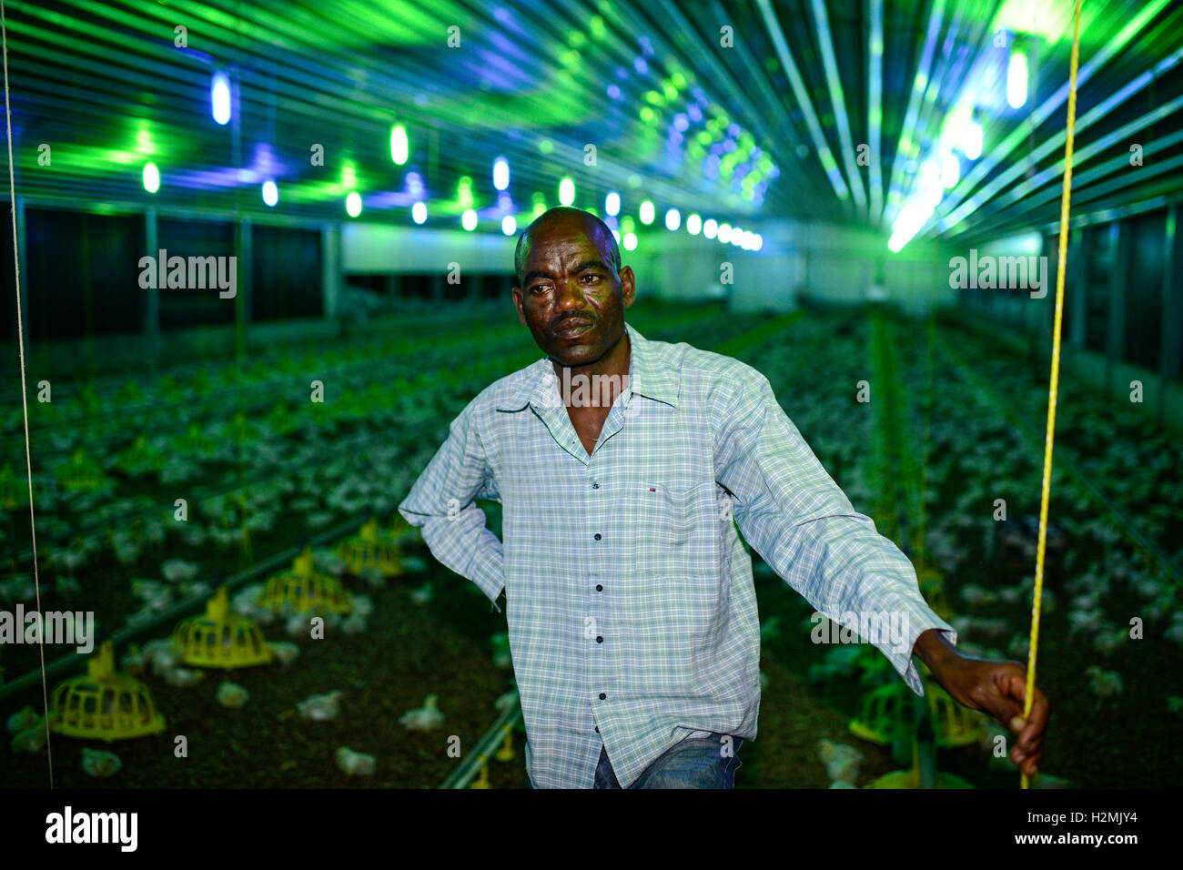 Aufzucht von geflügel hires stock photography and images Alamy