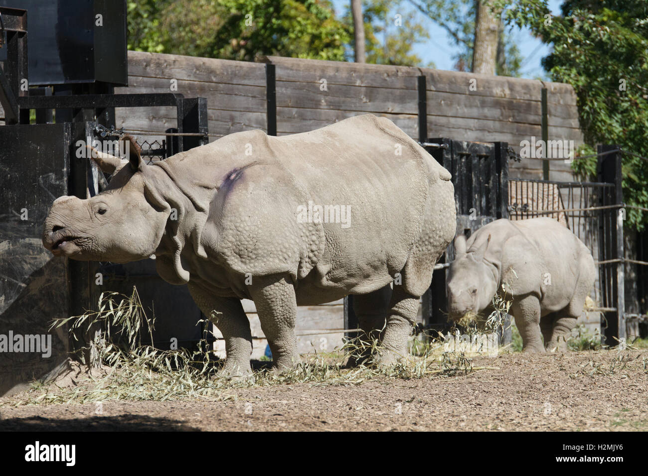 rhino mother baby Stock Photo