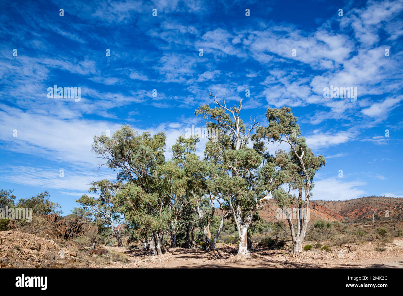 gnarled River red gums at the dry creek bed of Finke River, Northern Flinders Ranges, South Australia Stock Photo