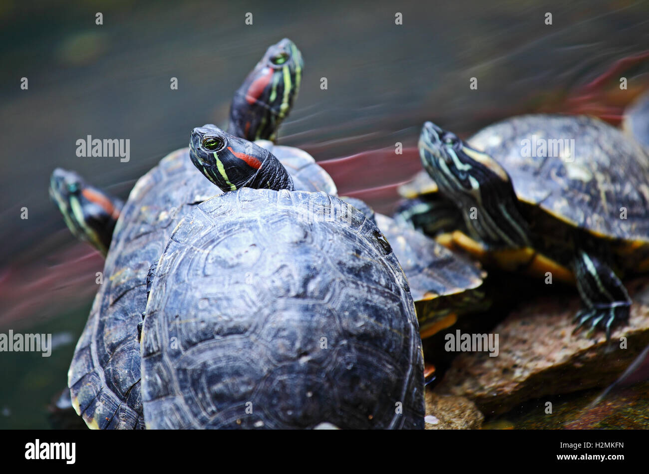 Tortoise pair hi-res stock photography and images - Alamy