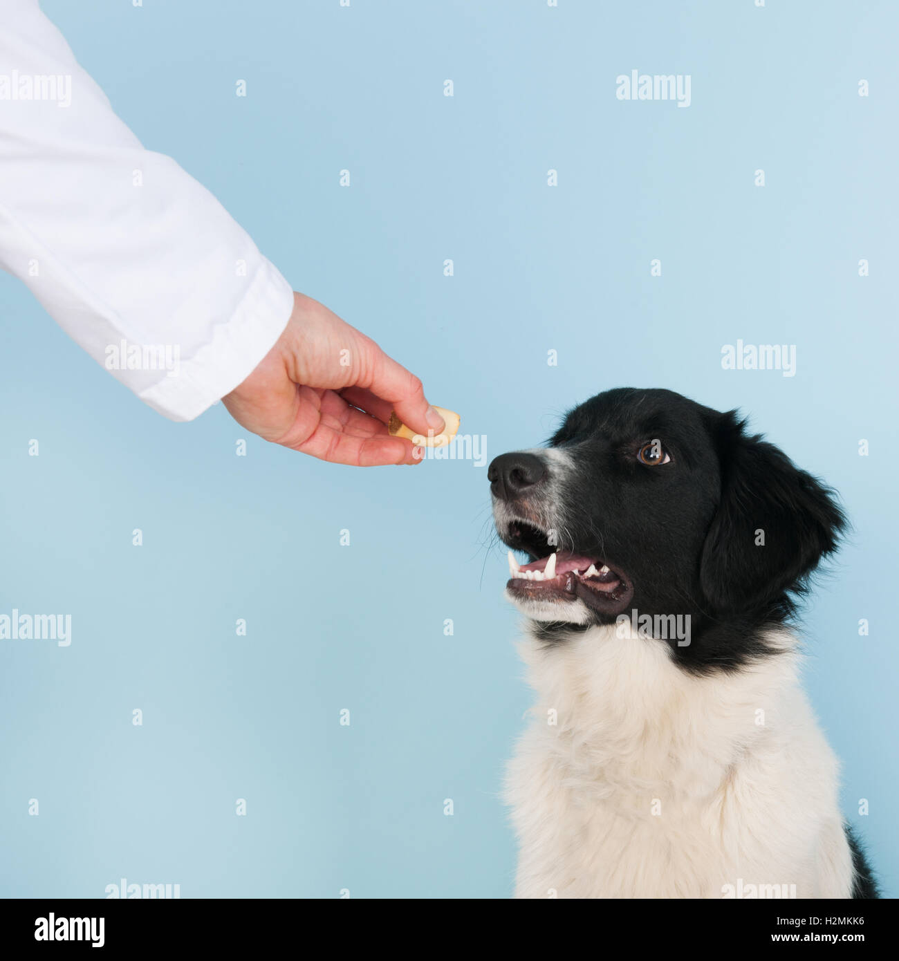 Reward from the veterinarian Stock Photo