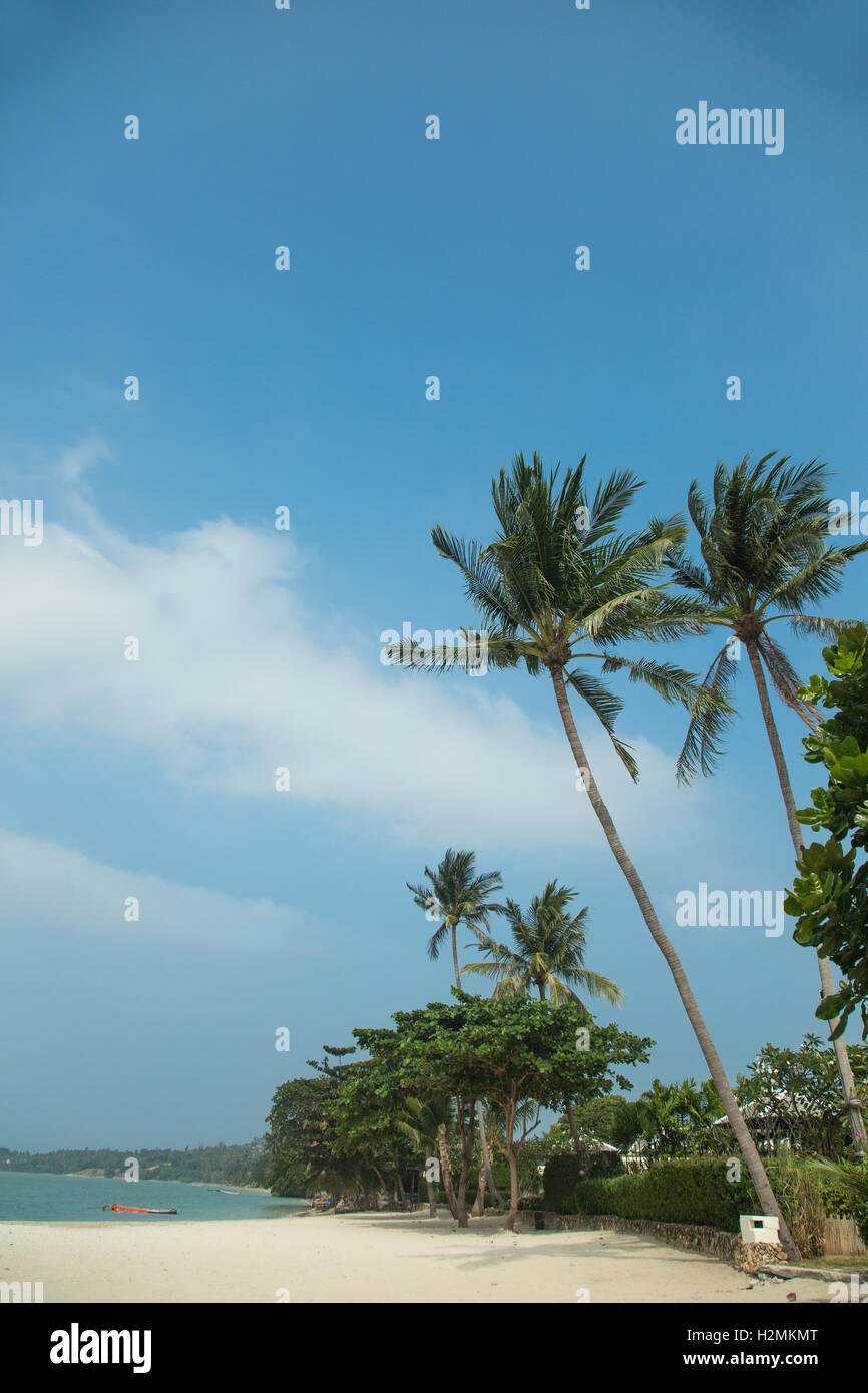 Beautiful tropical beach with palm trees Stock Photo - Alamy