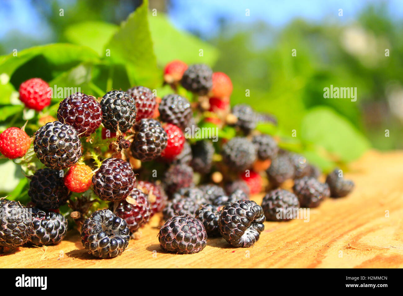 crop of black raspberry with ripe berries and leaves Stock Photo - Alamy