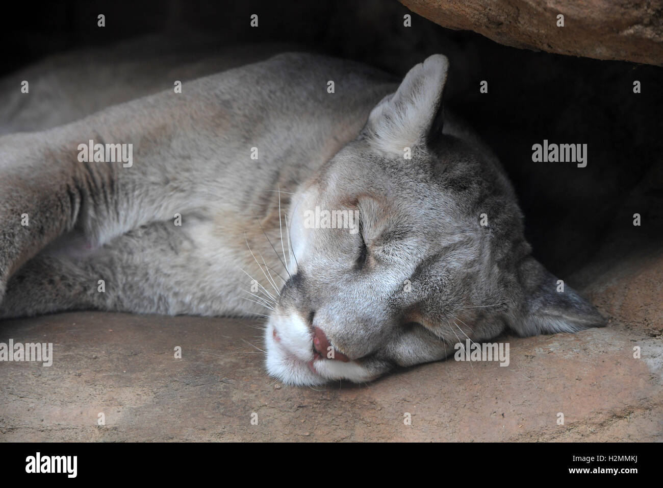Head of young mountain lion resting Stock Photo