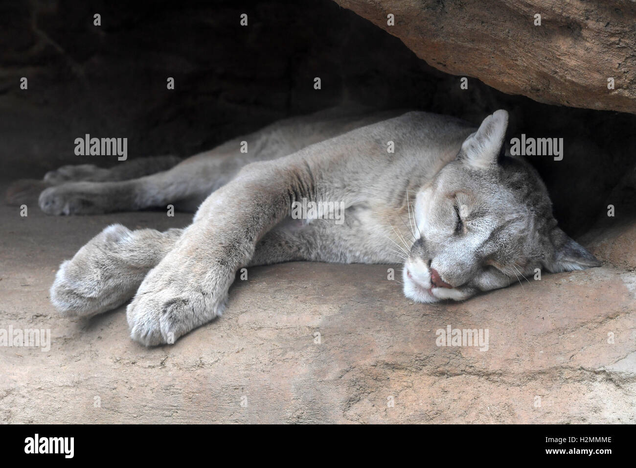 Young Mountain lion resting at entrance of cave Stock Photo
