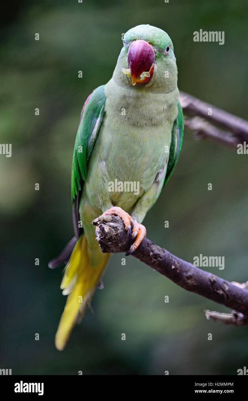 female Alexandrine Parakeet Stock Photo Alamy
