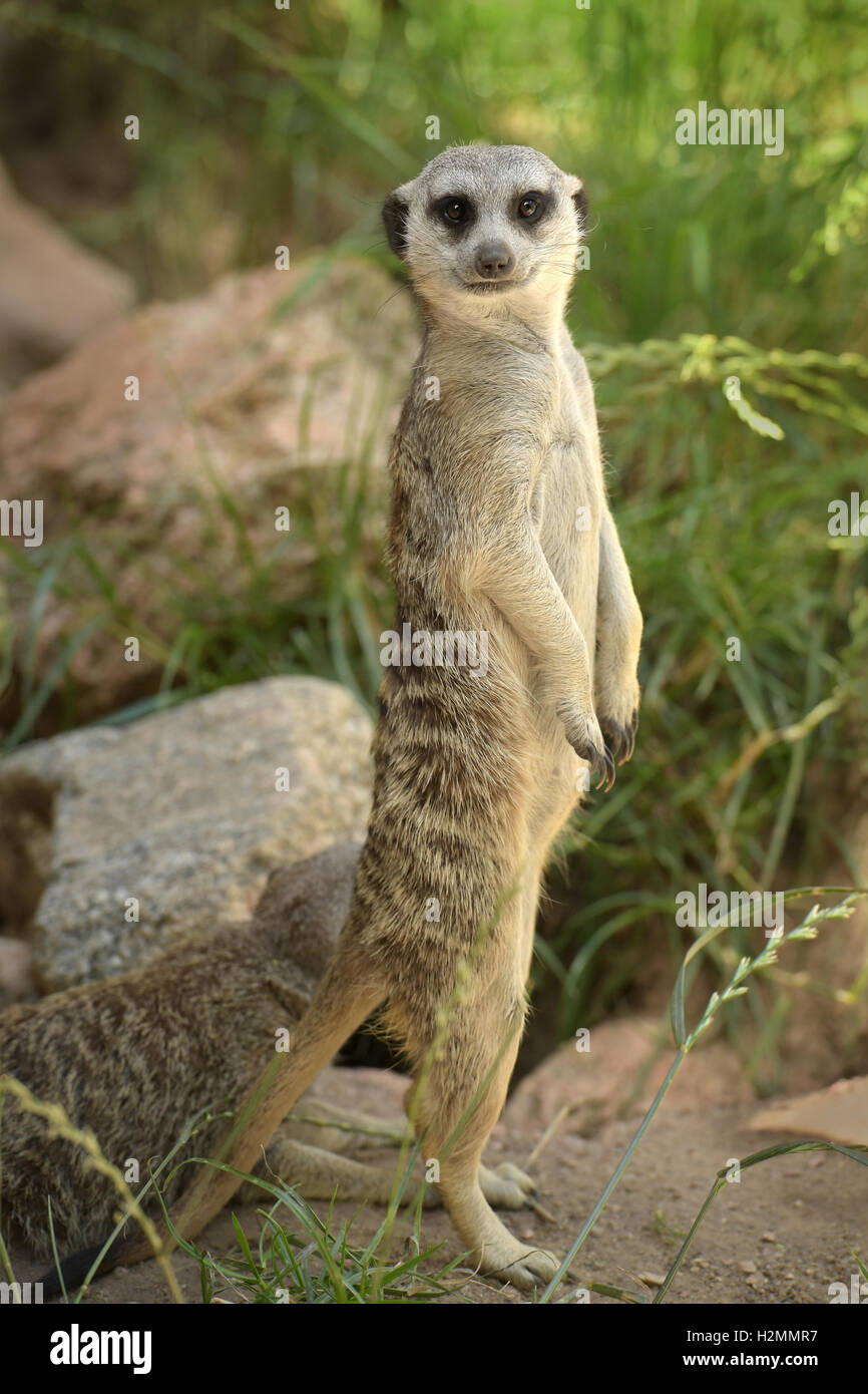 Meerkat on the lookout standing on hind legs Stock Photo - Alamy