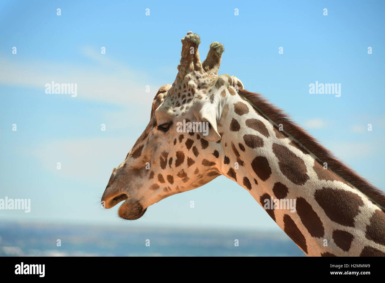 Head of giraffe outdoors over blue sky Stock Photo