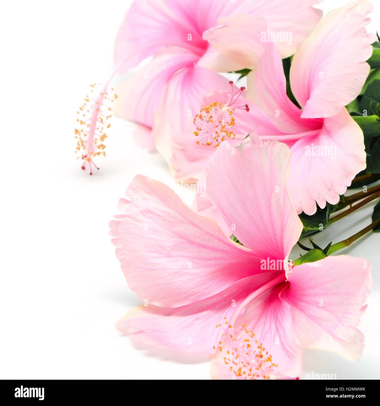 Tahitian hibiscus flower hi-res stock photography and images - Alamy