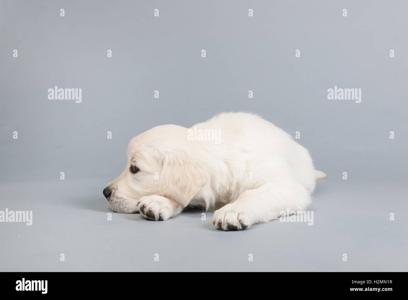 Puppy golden retreiver Stock Photo
