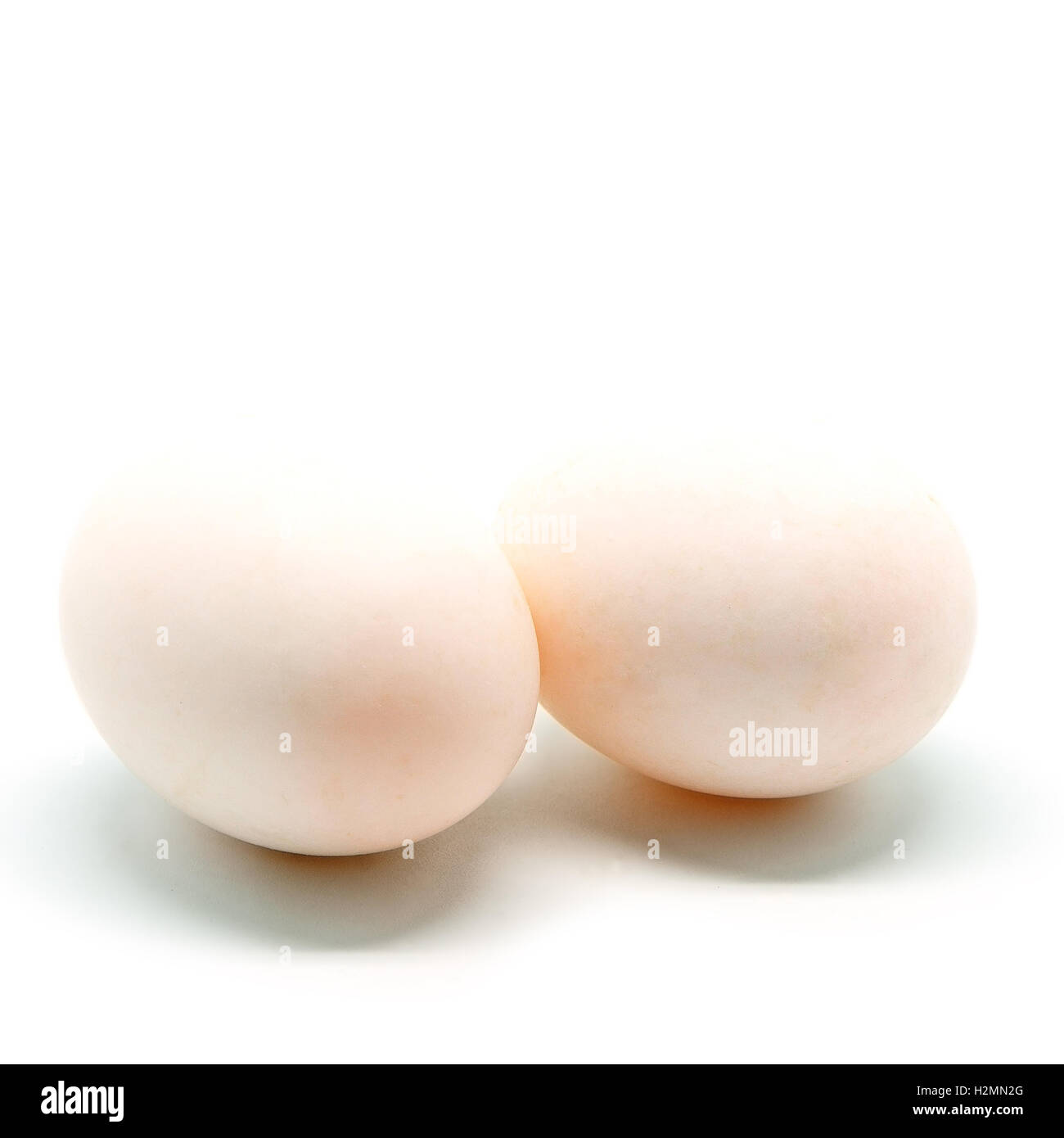 duck egg Stock Photo