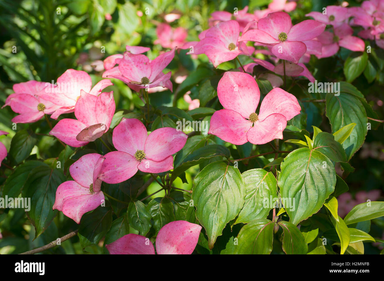 Pink bracts of Cornus kousa Miss Satomi Stock Photo