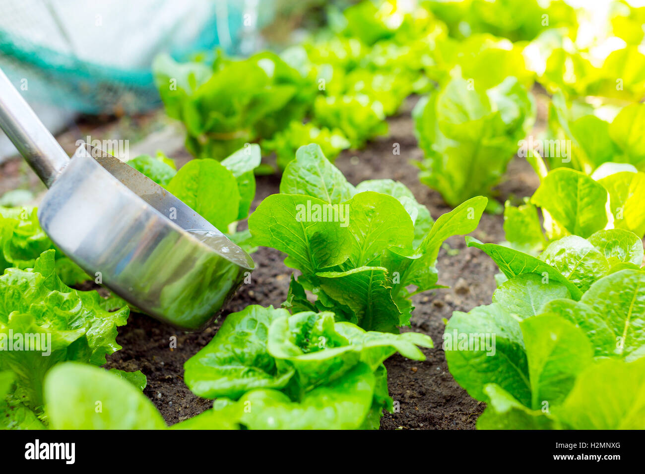 Fertilizer of lettuce Stock Photo Alamy
