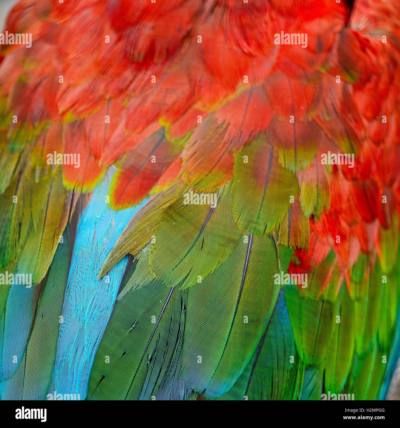Greenwinged Macaw feathers Stock Photo Alamy