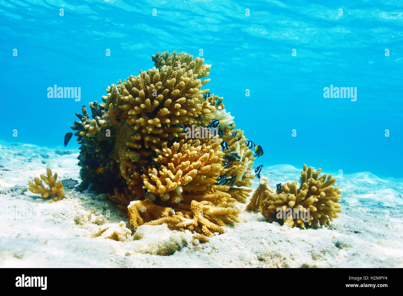 Coral reef at Maldives Stock Photo - Alamy