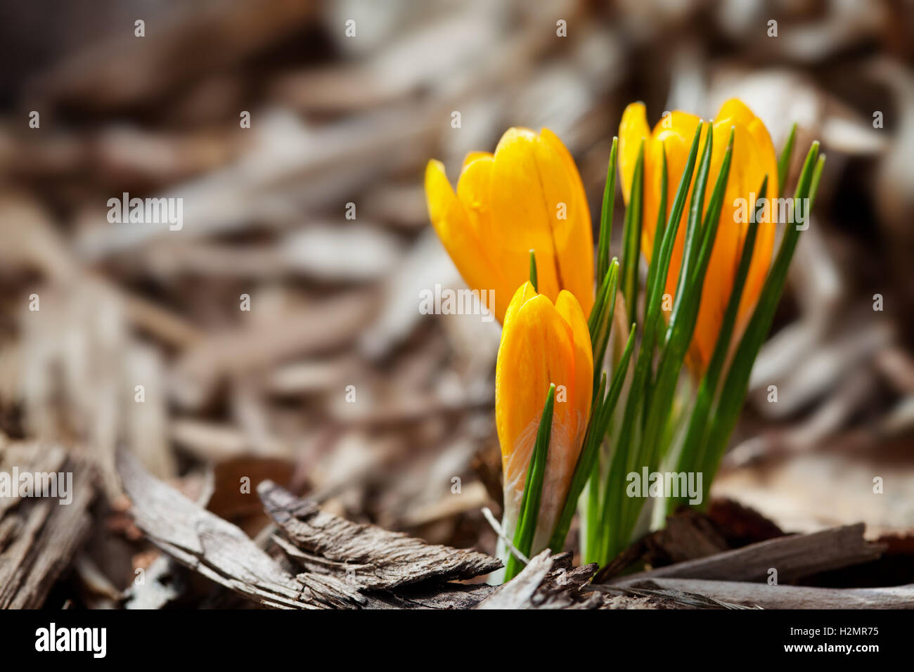 First Spring Crocus Stock Photo - Alamy
