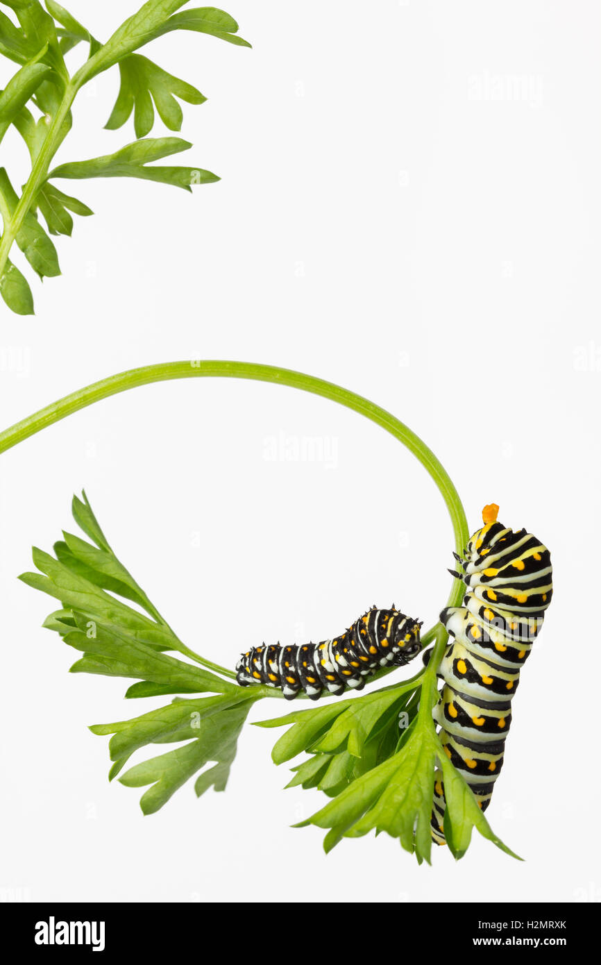 Two Black Swallowtail Butterfly larvae, one extending its osmeteria horns, eating parsley. Stock Photo