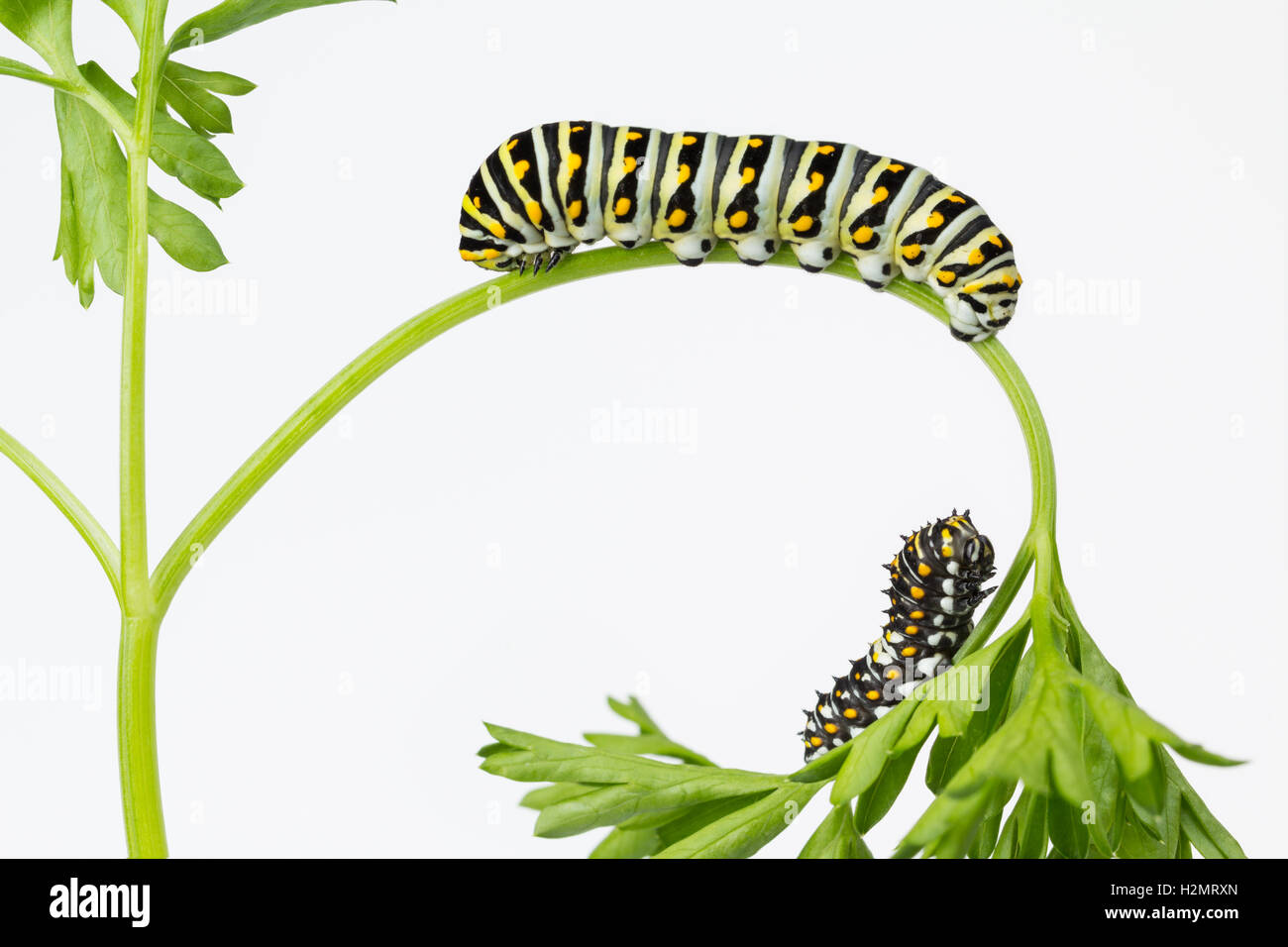 Two Black Swallowtail Butterfly larvae on parsley plant, with copy space. Stock Photo