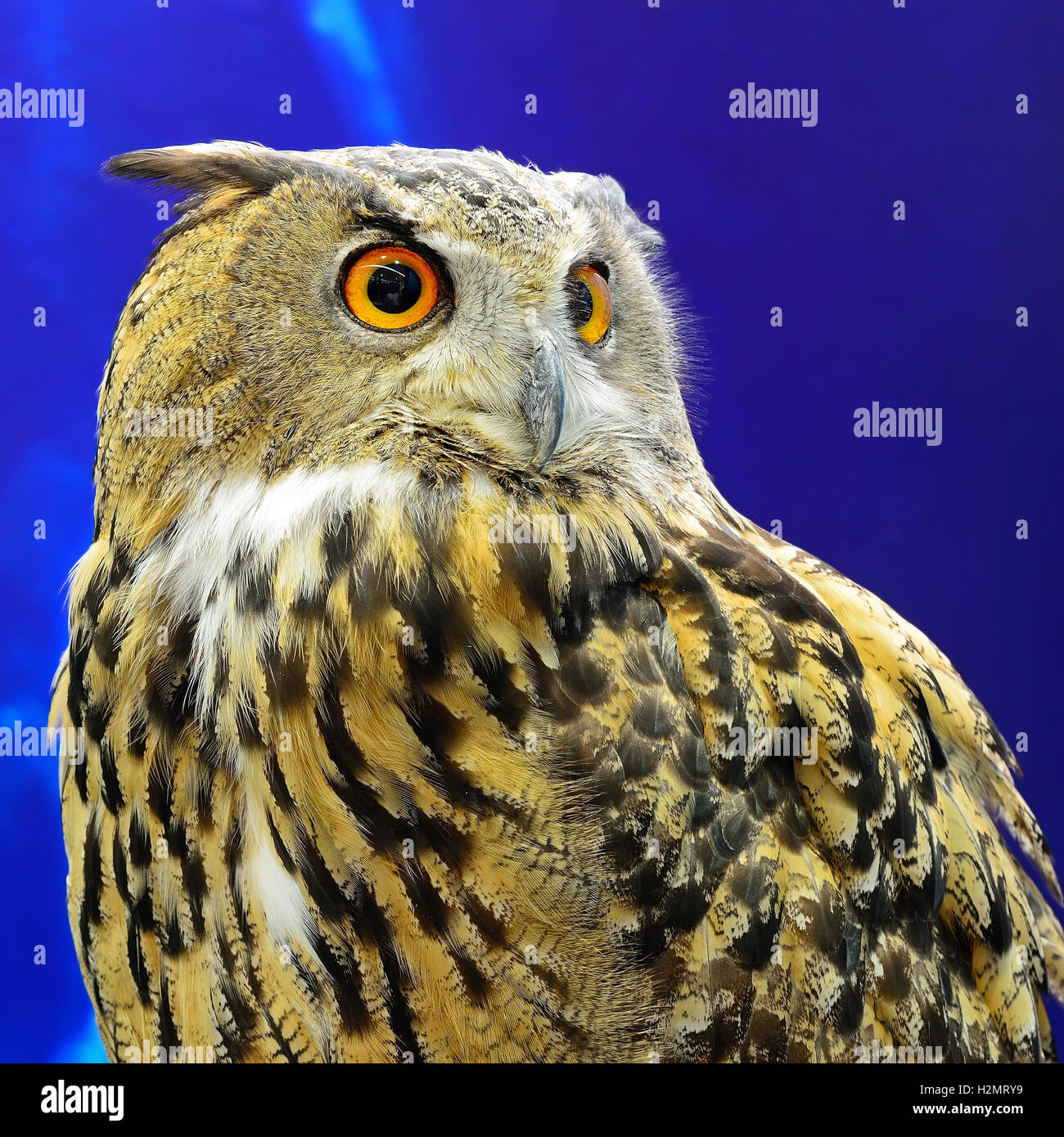 Eurasian Eagle Owl Stock Photo Alamy